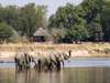 Nsefu - Wildlife